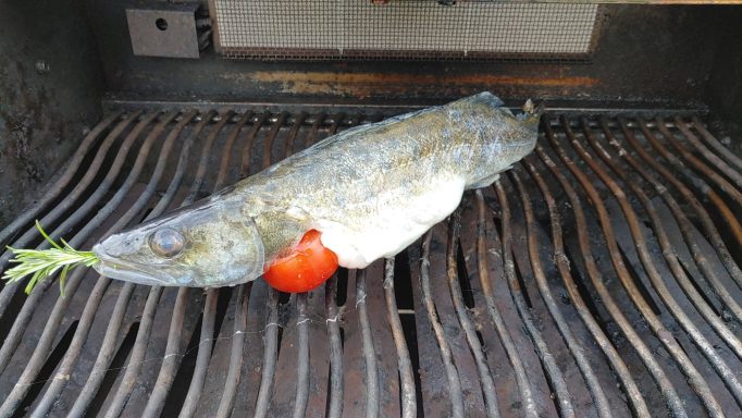Zander gegrillt